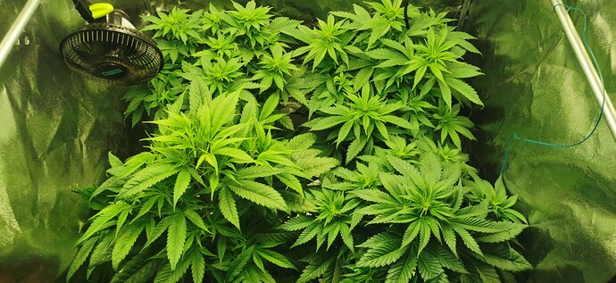 Growreport Bild 2