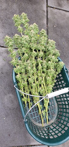 Growreport Bild 7