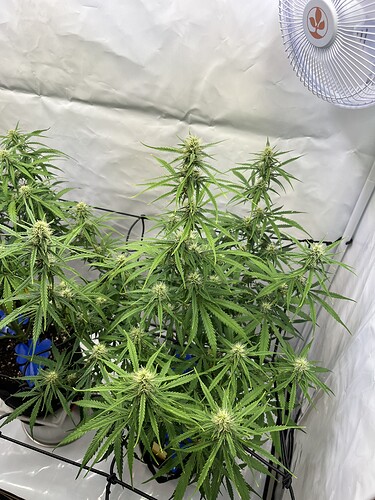 Growreport Bild 15