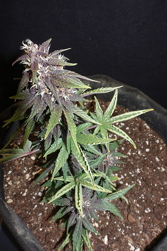 Growreport Bild 1