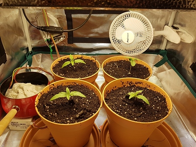 Growreport Bild 7