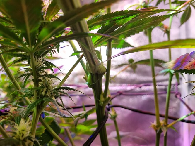 Growreport Bild 38