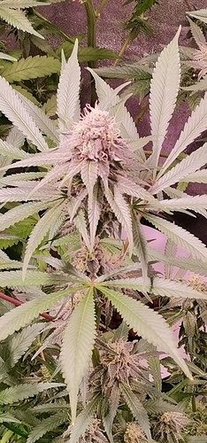 Growreport Bild 7