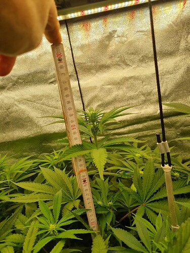 Growreport Bild 36