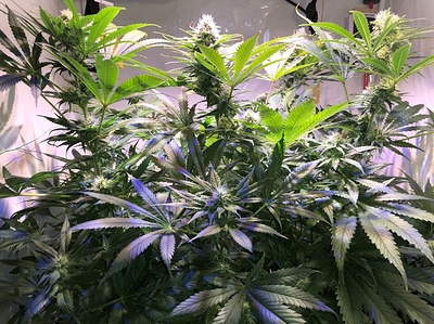 Growreport Bild 6