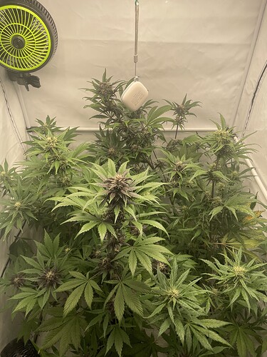 Growreport Bild 4
