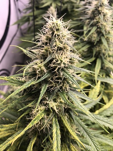Growreport Bild 2