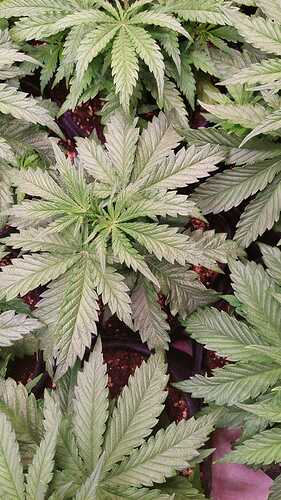 Growreport Bild 12