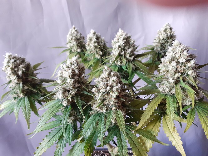 Growreport Bild 182
