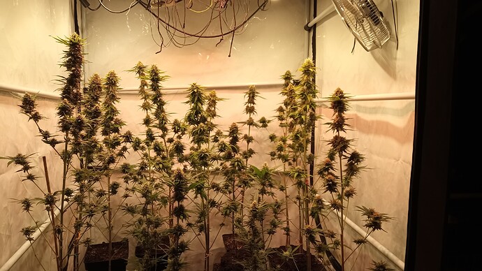 Growreport Bild 32