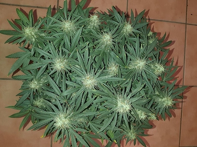 Growreport Bild 2