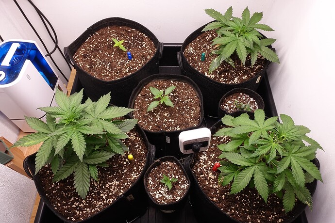 Growreport Bild 7