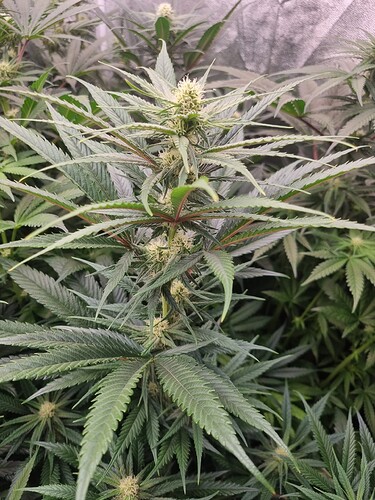 Growreport Bild 36
