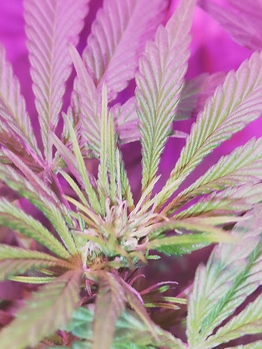 Growreport Bild 7