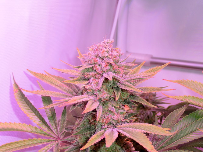Growreport Bild 3