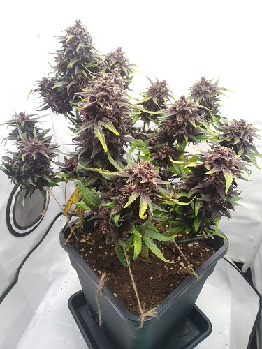 Growreport Bild 4