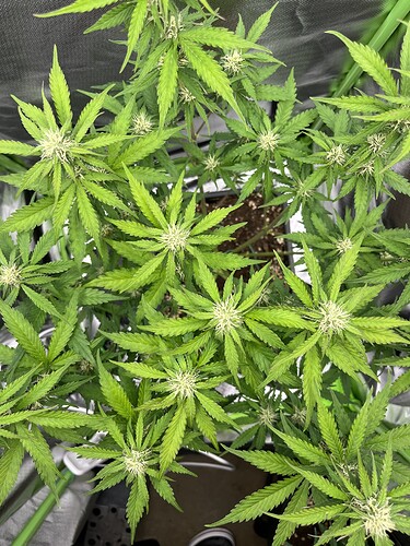 Growreport Bild 5