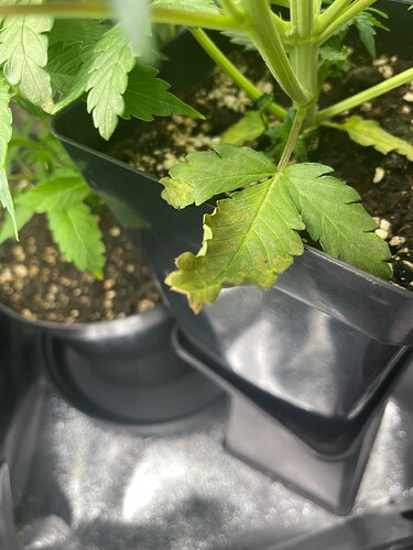 Growreport Bild 8