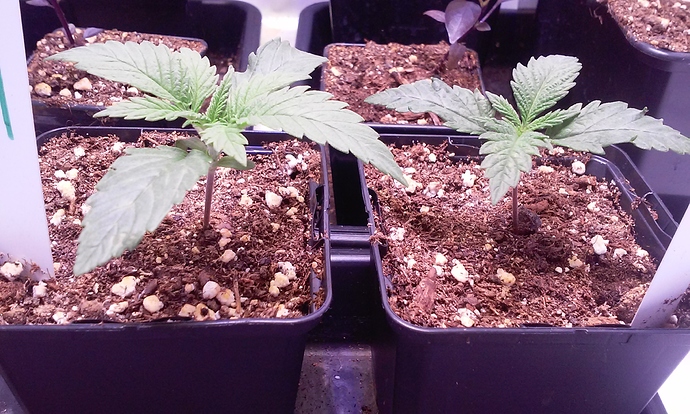 Growreport Bild 2