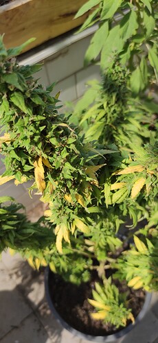 IMG_20220802_162010