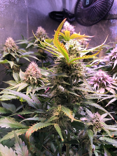 Growreport Bild 7