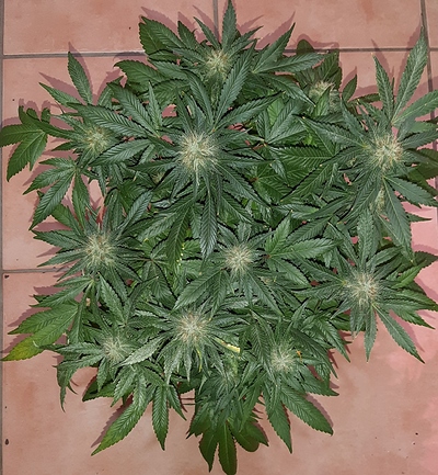 Growreport Bild 8