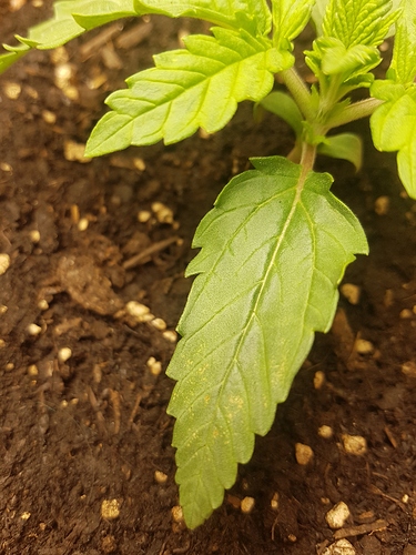 Growreport Bild 11