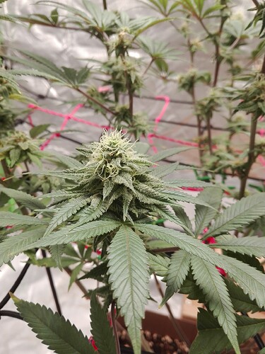 Growreport Bild 4