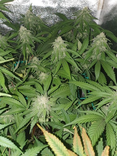 Growreport Bild 15