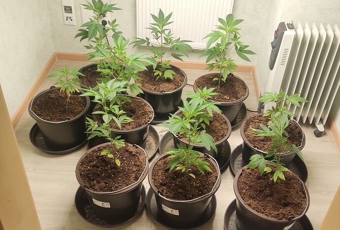 Growreport Bild 6