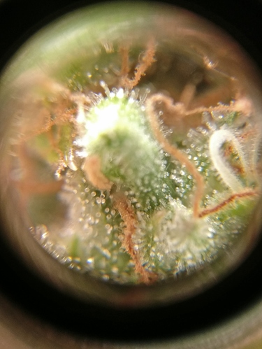 Growreport Bild 2