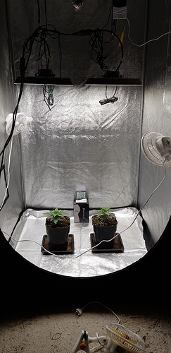 Growreport Bild 1
