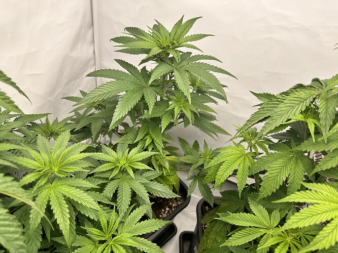 Growreport Bild 8
