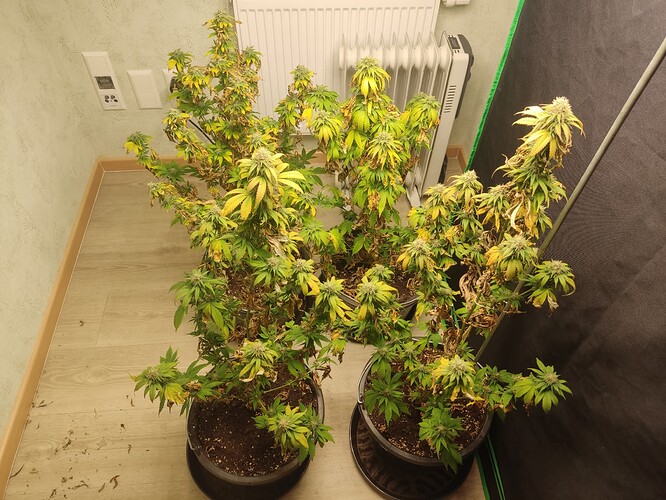 Growreport Bild 1