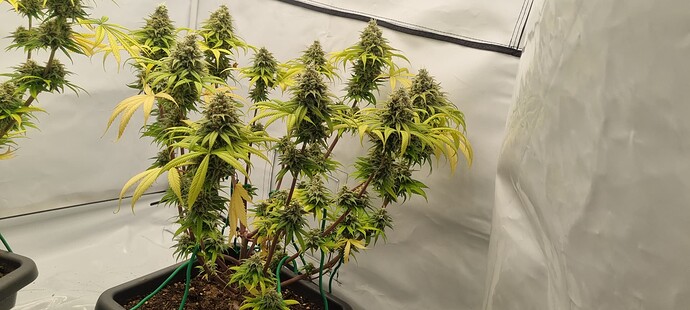 Growreport Bild 14