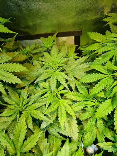 Growreport Bild 19