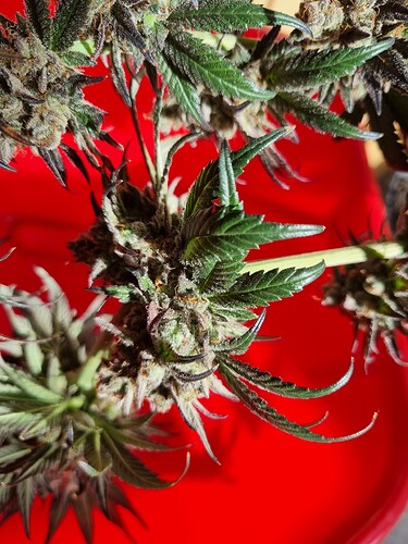 Growreport Bild 21