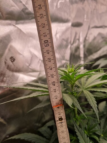 Growreport Bild 3