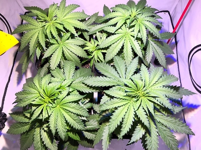 Growreport Bild 5