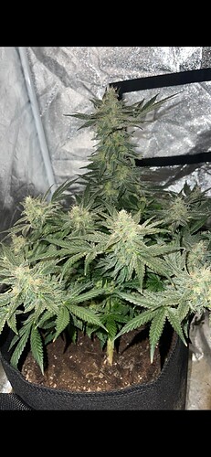 Growreport Bild 2