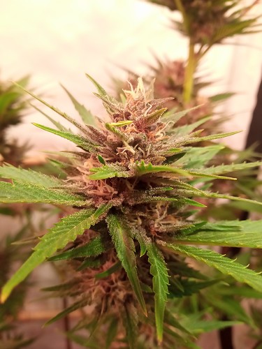 Growreport Bild 36