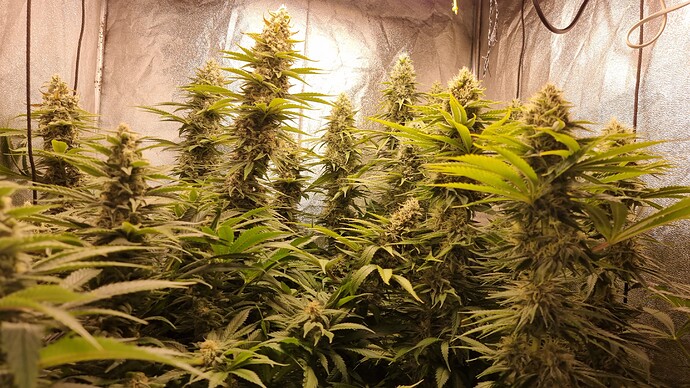 Growreport Bild 5