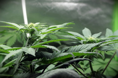 Growreport Bild 22