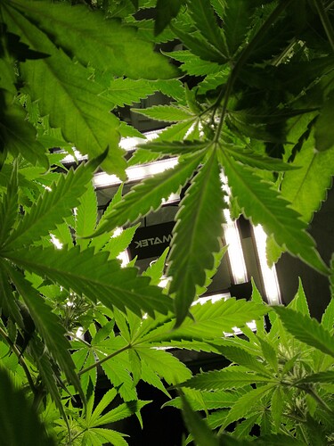 Growreport Bild 1