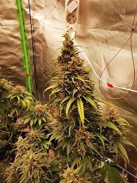 Growreport Bild 4