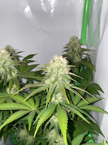 Growreport Bild 2