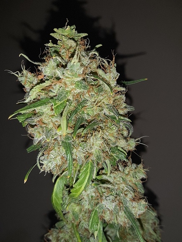 Growreport Bild 8