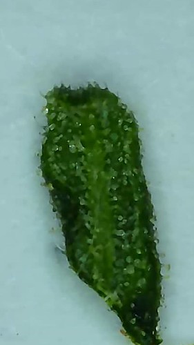 Growreport Bild 7