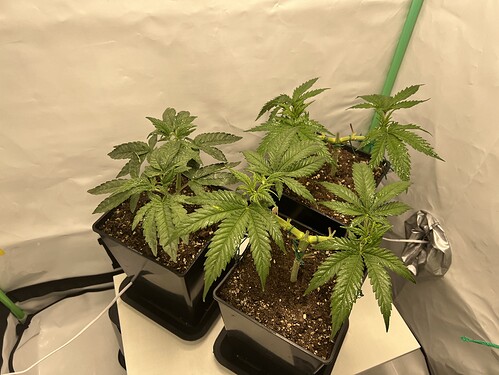 Growreport Bild 5
