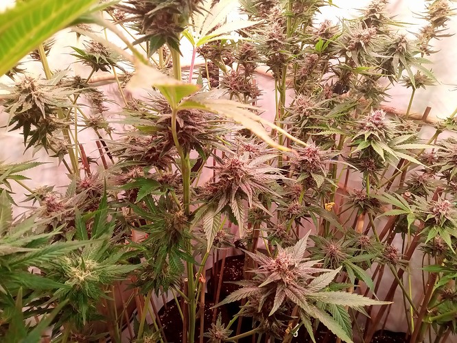 Growreport Bild 25